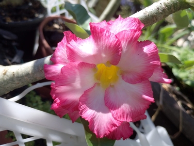 Rosas do deserto Gerusa RD 