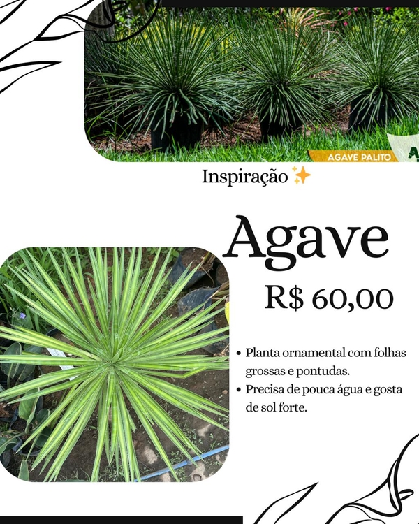 AGAVE