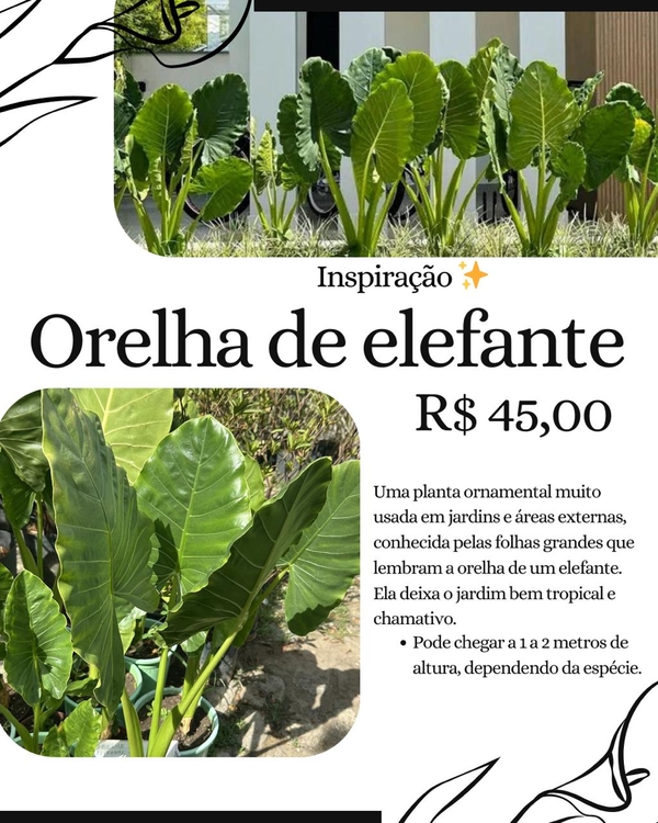 Orelha de Elefante