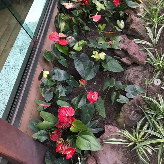 serjap-jardinagemg4825.png