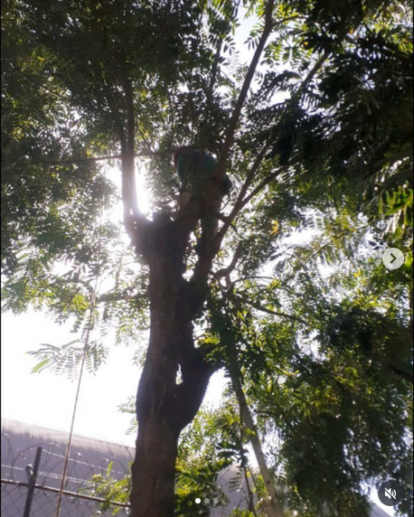 serjap-jardinagemg4850.png